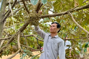 Trong năm 2025, tỉnh sẽ tổ chức đoàn công tác liên ngành kiểm tra, đánh giá chất lượng sản phẩm OCOP đã được công nhận hàng năm. Ảnh: H.D