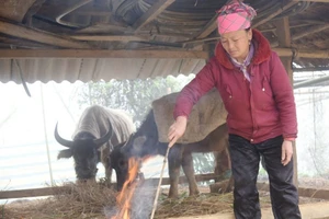 Thời tiết đầu tuần: Vùng núi Bắc Bộ trời rét, nhiệt độ có nơi dưới 16 độ C