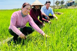 Chị Siu H’Minh (bìa trái, làng Plei Ring Đáp, xã Ayun Hạ) thăm ruộng lúa của gia đình. Ảnh: Đ.Y