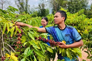 Hái cà phê gây quỹ Đoàn