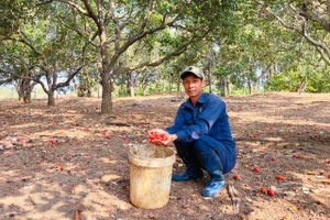 Ông Trần Đình Tuấn (thôn 5, xã Ia Tô, huyện Ia Grai) cho biết, 3 ha điều của gia đình chỉ cho thu khoảng hơn 2 tấn. Ảnh: L.N