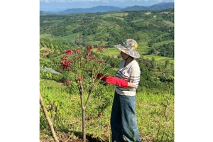 Lên núi trồng cây