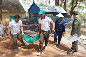 Con trăn gấm trong Công viên Diên Hồng (TP. Pleiku) đã được đưa về Vườn Quốc gia Kon Ka Kinh để chăm sóc trước khi thả về môi trường tự nhiên. Ảnh: N.D