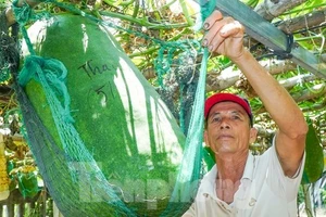 Độc lạ Bình Định: Làng trồng bí đao 'khổng lồ', có quả nặng hơn nửa tạ