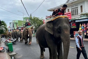 Hình ảnh 7 con voi diễu hành tiễn biệt 'vua voi' Tây Nguyên