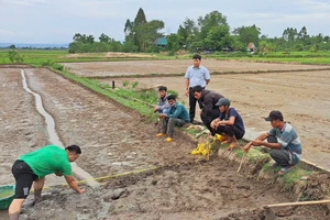 Cán bộ kỹ thuật hướng dẫn người dân sử dụng phân viên dúi sâu trước khi gieo sạ lúa. Ảnh: V.C