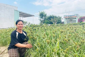 Nông dân Yang Bắc tăng thu nhập nhờ trồng cây cào ủ rượu