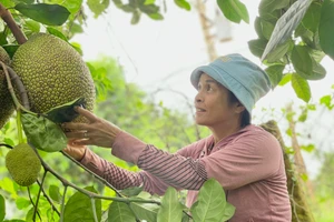 Mô hình vườn cây đa canh của gia đình bà Nguyễn Thị Vui mang lại hiệu quả kinh tế cao.