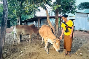 Gia đình bà Siu Khlar (làng Xom Pốt, xã Ia Pia) đã thoát nghèo nhờ được hỗ trợ bò sinh sản. Ảnh: N.H