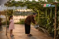 Ngăn ký ức: Giàn mướp của nội