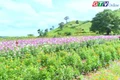 Mùa hoa túy điệp ở Chư Đang Ya