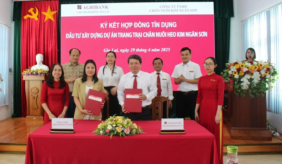 Agribank Chi nhánh Đông Gia Lai tài trợ tín dụng trang trại chăn nuôi heo, một trong số lĩnh vực thu hút đầu tư của tỉnh Gia Lai. Ảnh: Bích Giao agribank-chi-nhanh-dong-gia-lai-ky-ket-tai-tro-tin-dung-du-an-chan-nuoi-heo-kim-ngan-son-advcc.jpg