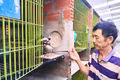 Gia Lai: Mở hướng làm giàu từ nuôi cầy vòi hương