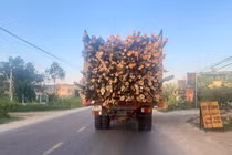 Tạm dừng hoạt động vận chuyển gỗ rừng trồng trên các tuyến đường lên cao nguyên La Vuông để tổ chức tuần lễ du lịch.