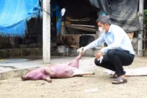 Phường Hoài Nhơn Bắc xử phạt 14 triệu đồng đối với 2 cá nhân mua bán, giết mổ heo chết.