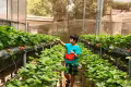 Các vườn dâu sạch rất thu hút khách đến tham quan, chụp ảnh và mua sản phẩm, góp phần phát triển du lịch nông nghiệp. Ảnh Hà Duy