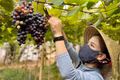 Thăm vườn nho hữu cơ ở Ia Grai