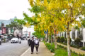 Phố núi mùa hoa 