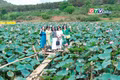 Ngắm sen hồng trong lòng phố