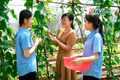 Vườn rau sạch trong trường nội trú: Nơi giáo dục tình yêu lao động cho học sinh