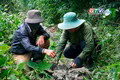 “Săn” ốc núi giữa rừng già
