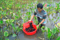 Đầu tư ít, lợi nhuận cao từ nuôi ốc bươu đen
