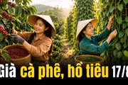 Giá cà phê hôm nay 17/8 tăng trở lại, hồ tiêu tiếp tục đi ngang