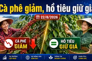 Giá cà phê, hồ tiêu hôm nay 22/8: Cà phê giảm sâu, giá tiêu đi ngang