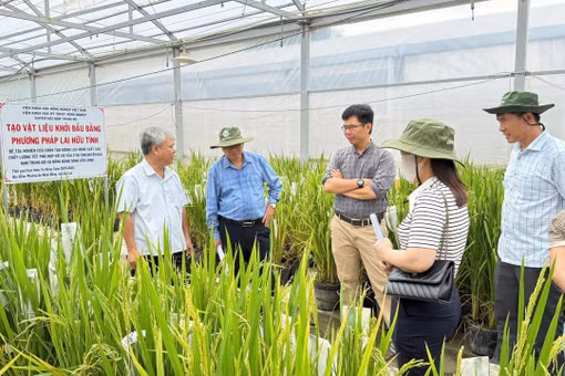Ưu tiên nghiên cứu các giống cây trồng chủ lực