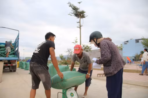 Vụ lúa Hè Thu 2026: Áp lực từ giá đầu ra