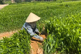 gia-lai-sap-nhap-14-cong-ty-lam-nghiep