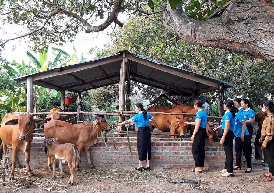 Học tập mô hình phát triển kinh tế tiêu biểu của phụ nữ Krông Pa ảnh 1