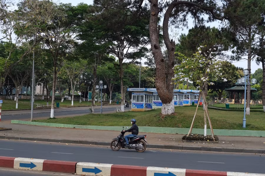 Một cây ban nở hoa trắng muốt, tỏa hương thơm ngát ở khu vực Quảng trường Đại Đoàn Kết (TP. Pleiku). Ảnh: Hoàng Ngọc