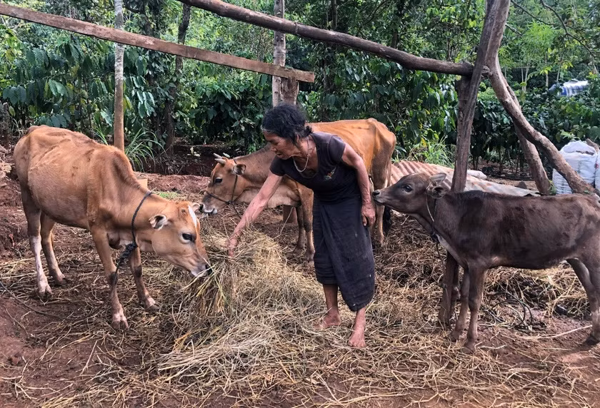 Bà Rơ Lan Bem (làng Pó, xã Ia Kly, huyện Chư Prông) được Ủy ban MTTQ Việt Nam huyện hỗ trợ 1 con bò giống, nay đã phát triển lên 4 con. Ảnh: Anh Huy