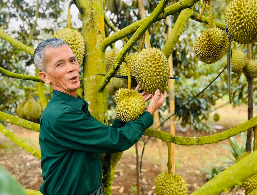 Thương binh Nguyễn Thành Trung (thôn 2, xã Nghĩa Hòa, huyện Chư Păh) nỗ lực vượt khó, vươn lên làm giàu và cống hiến cho cộng đồng. Ảnh: Đinh Yến