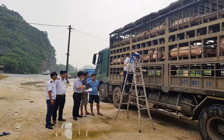 Đẩy mạnh kiểm tra, giám sát, kiểm soát tại các cửa khẩu, đường mòn, lối mở khu vực biên giới, quốc lộ 14, 19,... để kịp thời phát hiện và xử lý nghiêm các trường hợp buôn bán, vận chuyển trái phép lợn qua biên giới vào tỉnh. Ảnh nguồn internet