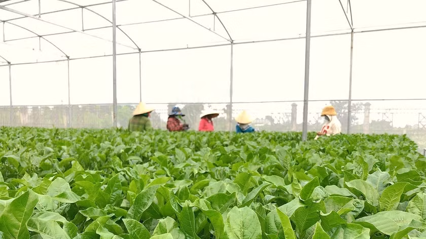 Vườn cây chanh dây đầu dòng của Công ty TNHH một thành viên Giống cây trồng Gia Lai. Ảnh: Nguyễn Diệp