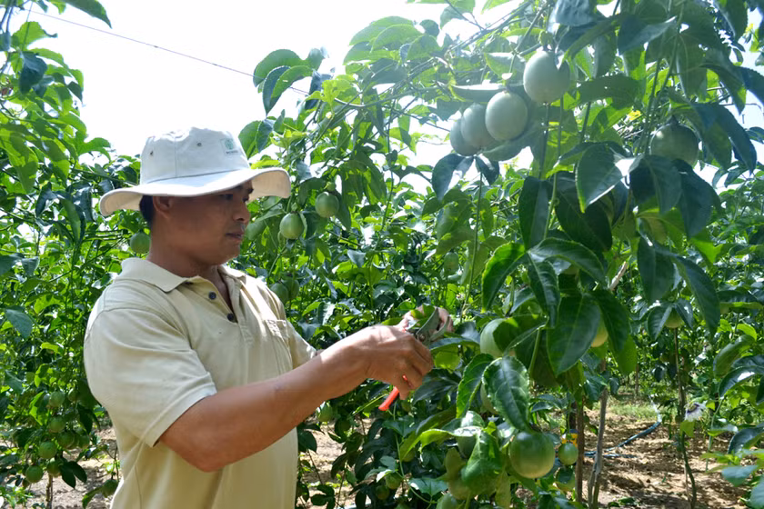 Nông dân Gia Lai chăm sóc vườn chanh dây. Ảnh: L.H