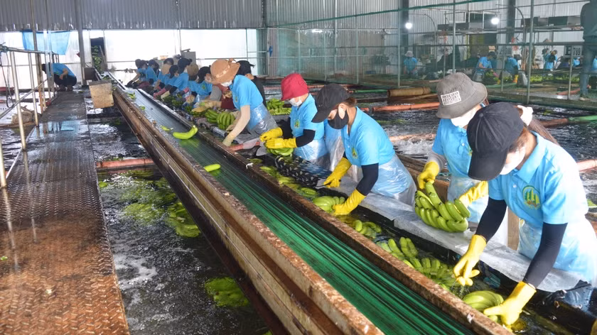 Công nhân làm việc tại Công ty cổ phần Nông nghiệp công nghệ cao Hưng Sơn (huyện Đak Đoa). Ảnh: Anh Huy