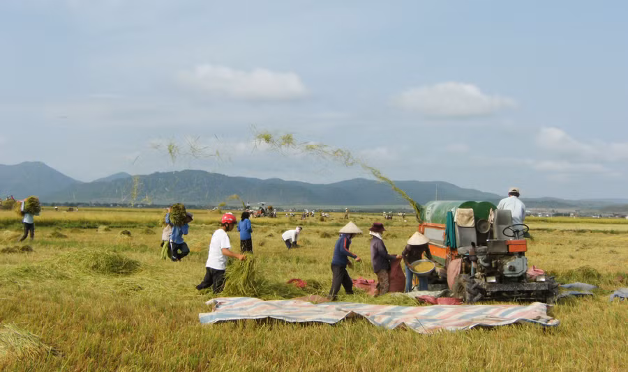 Nông dân huyện Phú Thiện thu hoạch lúa. Ảnh: Trần Đức