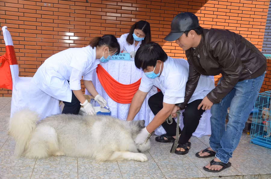 Tiêm vắc xin phòng bệnh dại cho chó, mèo là giải pháp hữu hiệu để phòng ngừa lây truyền bệnh dại sang người. Ảnh: Trần Đức