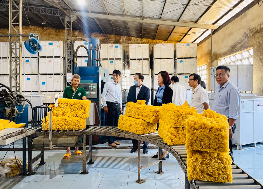 Đoàn công tác tiến hành kiểm tra thực tế tại Công ty TNHH một thành viên Cao su Chư Prông. Ảnh: Trần Dung