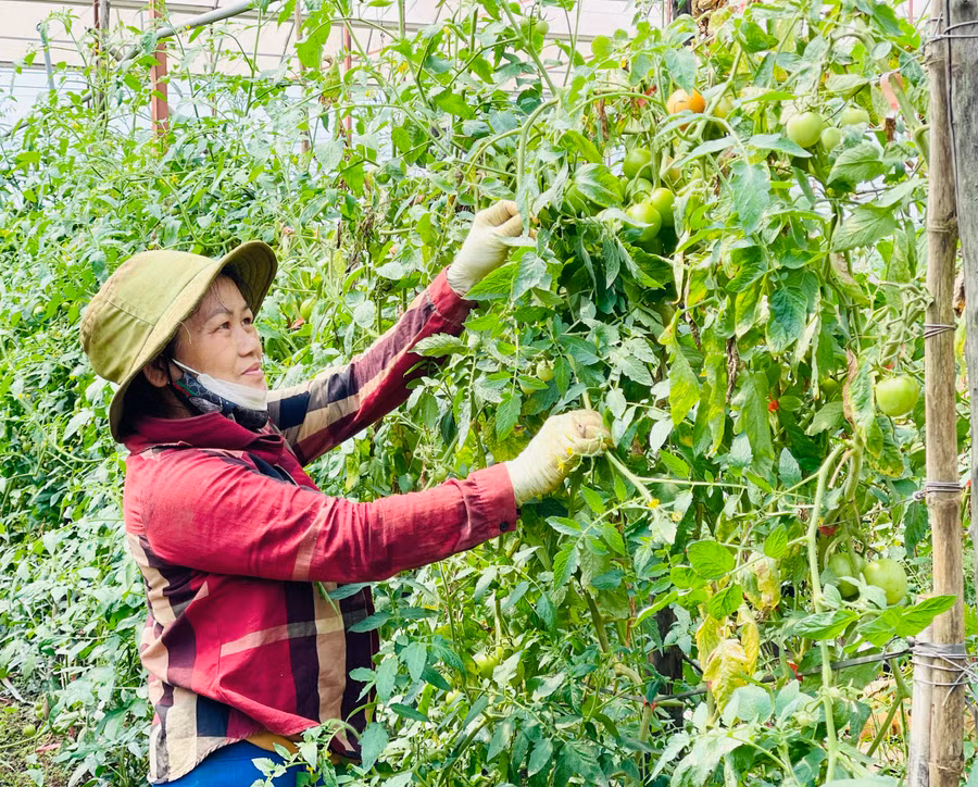 Câu lạc bộ giúp nông dân áp dụng tiến bộ khoa học công nghệ vào sản xuất mang lại hiệu quả kinh tế cao. Ảnh: Mai Ka
