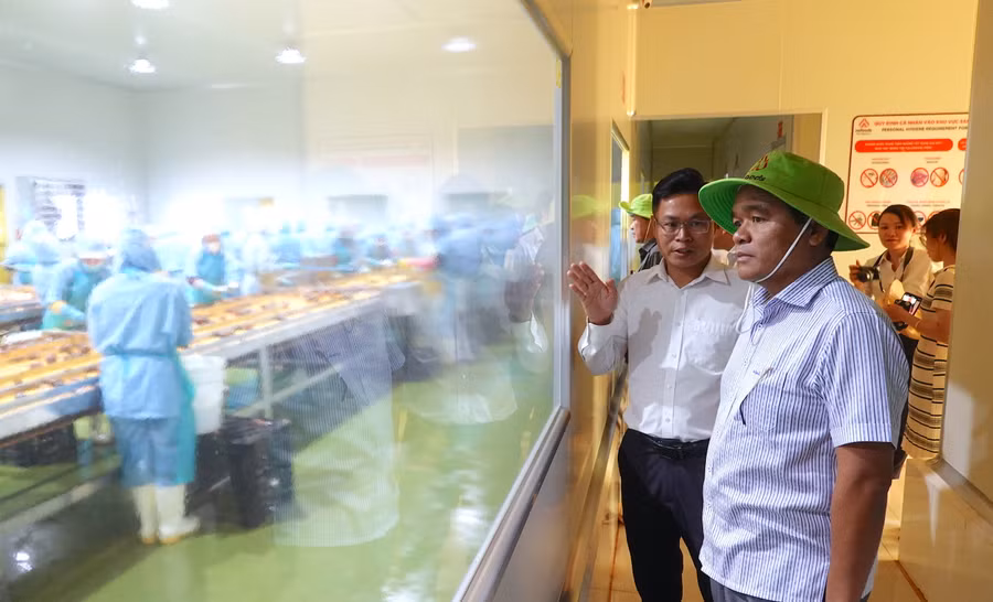 Bí thư Tỉnh ủy Hồ Văn Niên (đội mũ) tham quan quy trình chế biến chanh dây tại Công ty cổ phần Nafoods Tây Nguyên. Ảnh: Mộc Trà