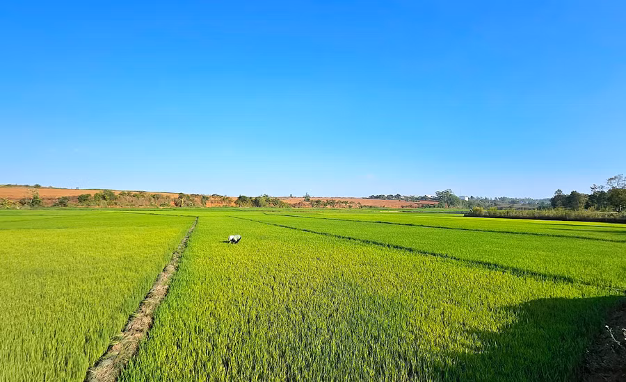 Trên những cánh đồng mùa xuân ở làng Ơp ảnh 1