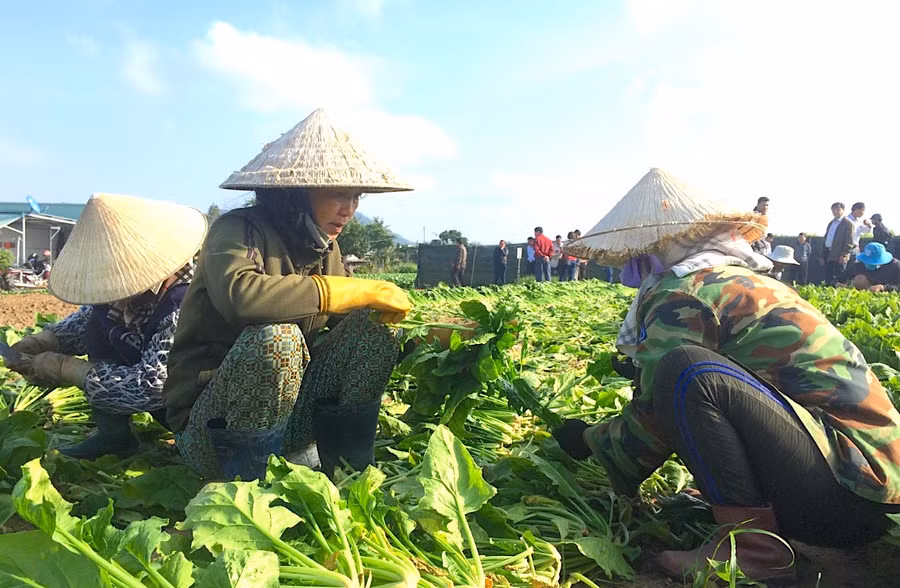 Huyện Đak Pơ có hơn 6.700 ha rau với sản lượng 121 ngàn tấn/năm. Ảnh: Nguyễn Hiền Huyện Đak Pơ có hơn 6.700 ha rau với sản lượng 121 ngàn tấn/năm. Ảnh: Nguyễn Hiền
