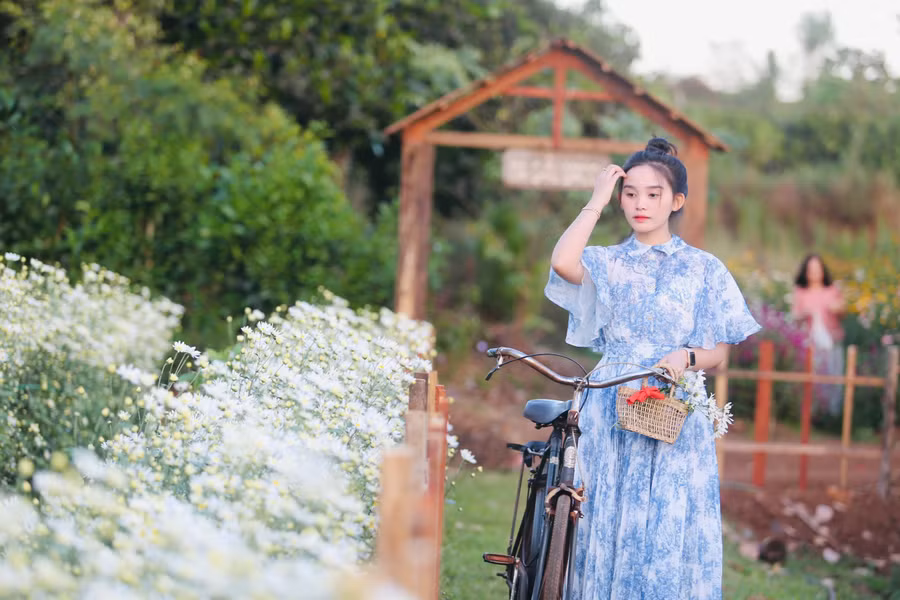 Nhiều du khách bất ngờ bởi lần đầu tiên thấy cúc họa mi nở trên cao nguyên. Tận hưởng khoảng thời gian sau Tết, nhiều người đã cùng bạn bè đến đây để hòa mình vào thiên nhiên và chụp ảnh với hoa cúc hoạ mi.