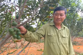 Sản xuất nông nghiệp trên đất lâm nghiệp: Cần có hướng xử lý phù hợp