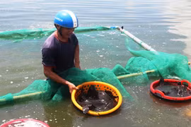 Khánh Hoà: Hàng trăm tấn cá mú "bí" đầu ra, ngư dân lỗ hàng trăm triệu