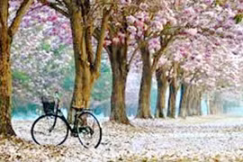 Một mùa thu rất khác...